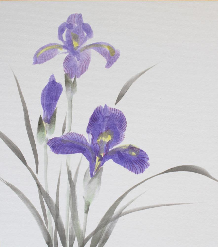 iris