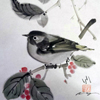 Little Bird Visiting Your Yard