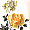 Yellow Roses