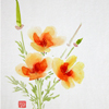 California Poppies
