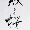 Chiru Sakura