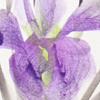 Iris — Tanzaku