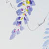 Wisteria 2