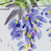 Wisteria
