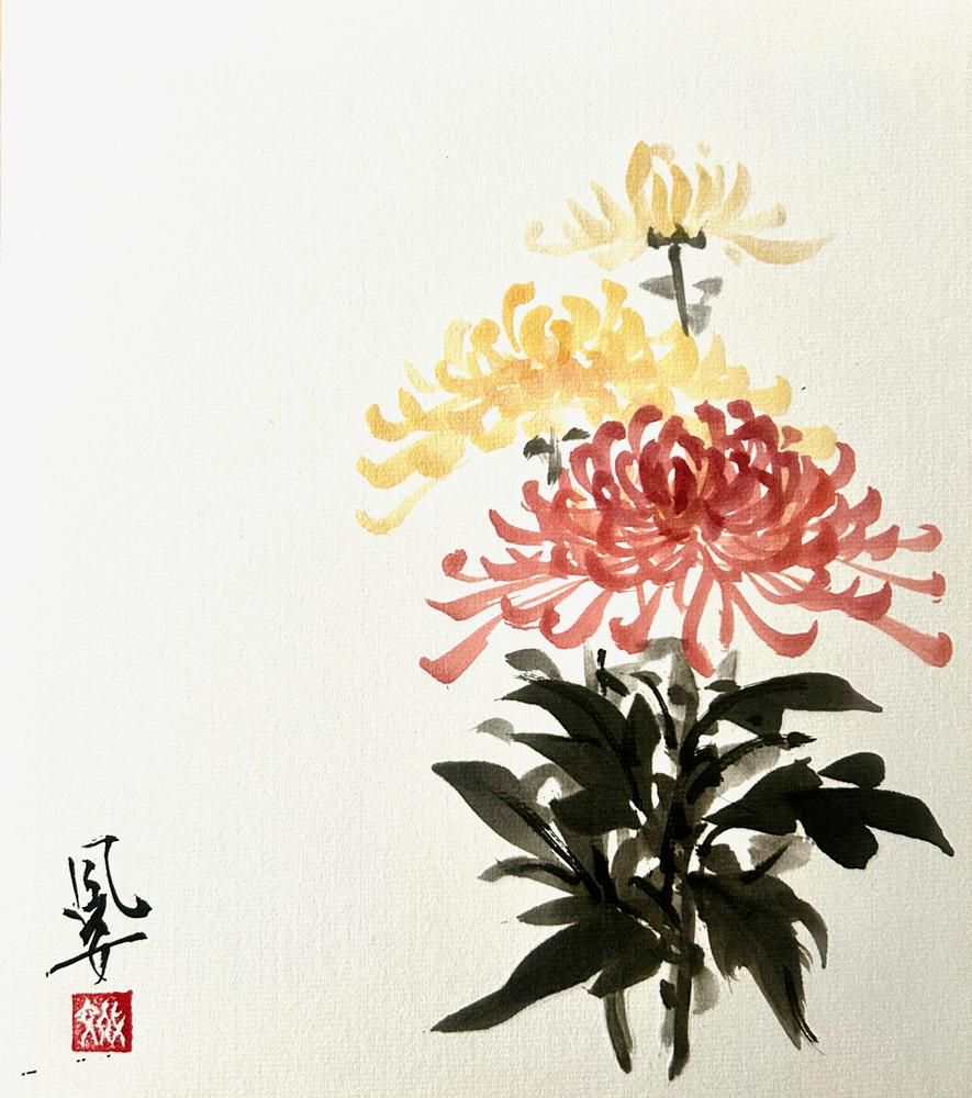 Crysanthemums