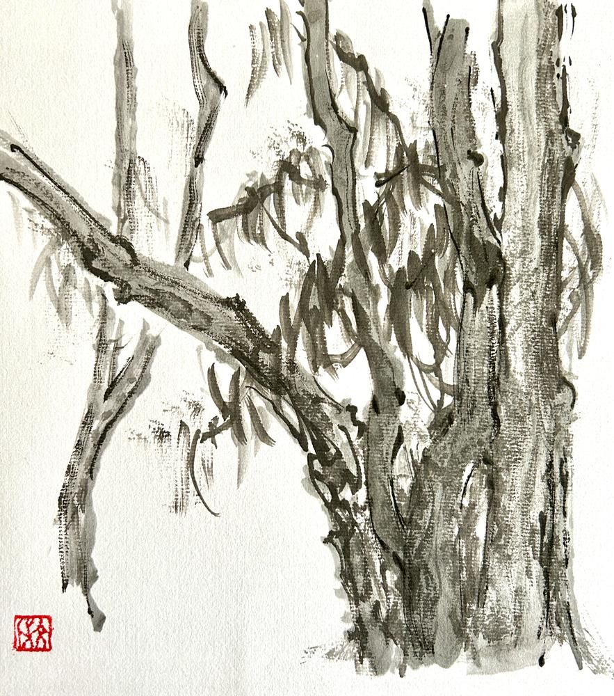 The Hill of Eucalyptus 11