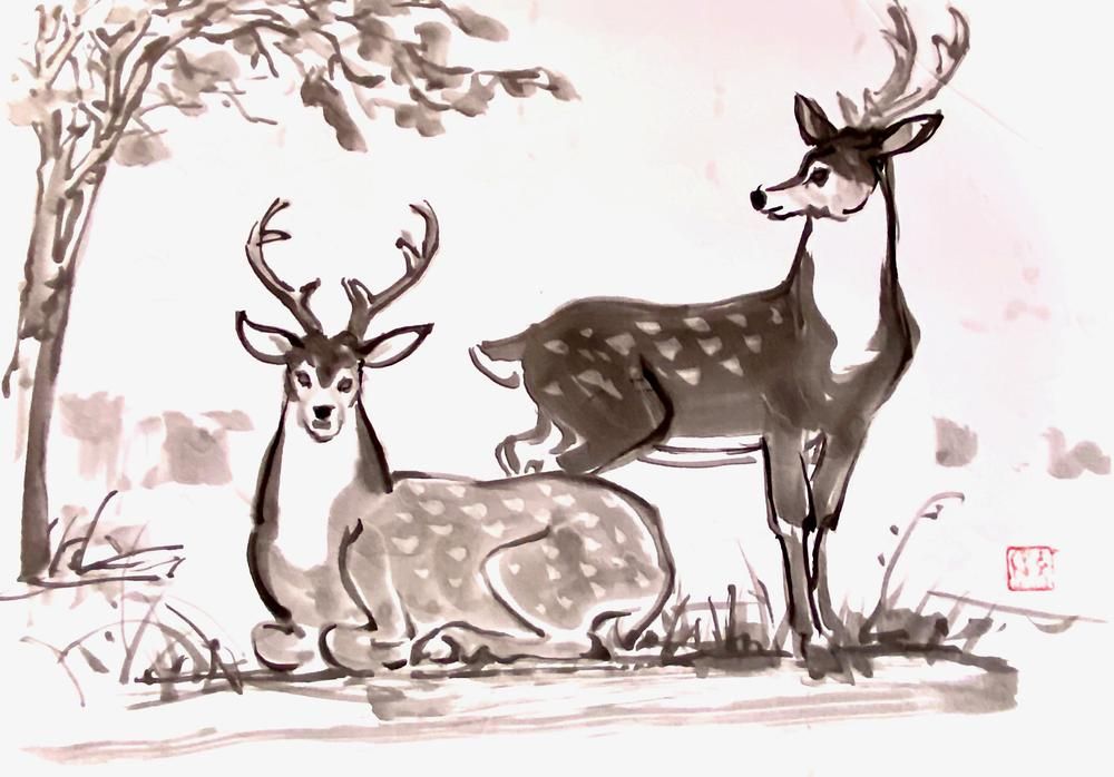 Deers