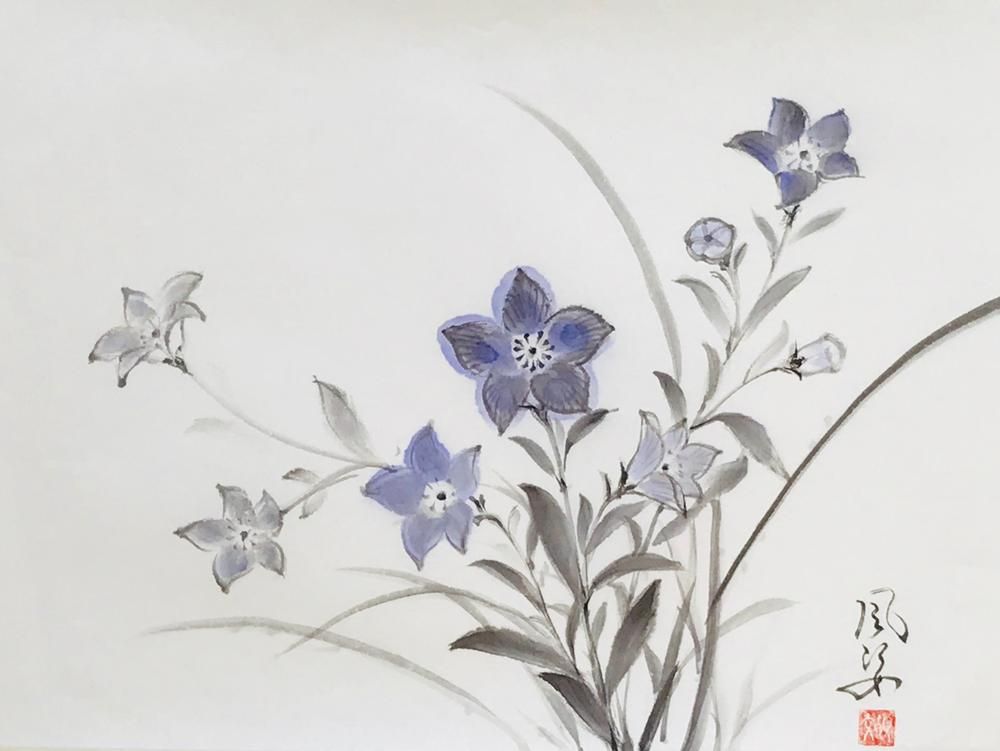 Japanese Balloon Flower, Kikyo