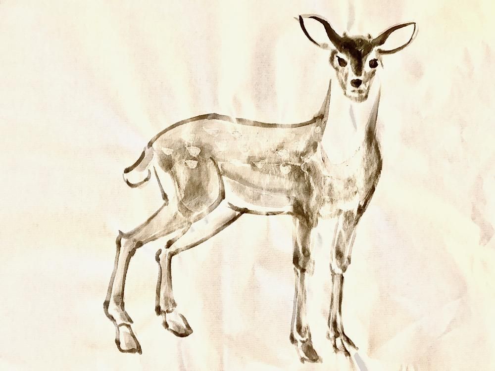 Deer