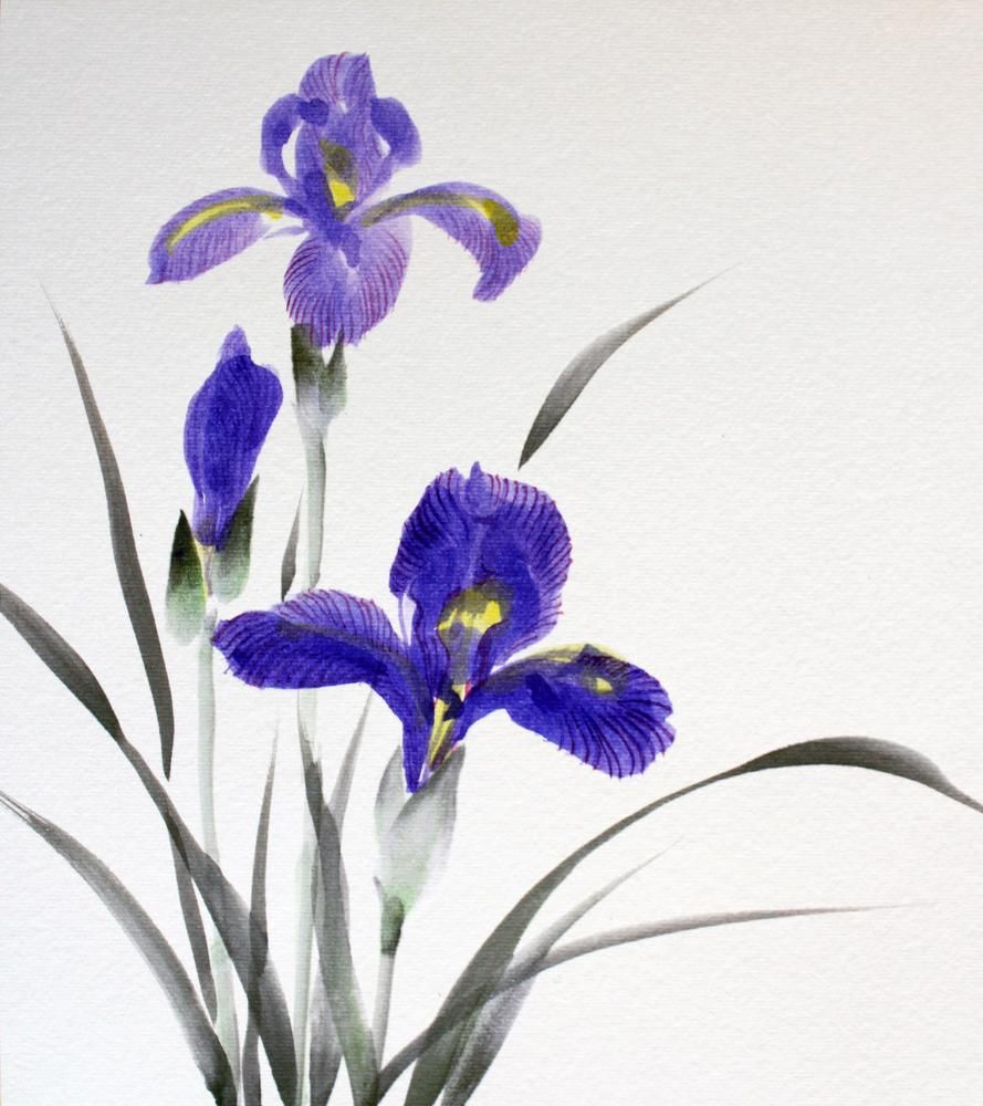 Iris