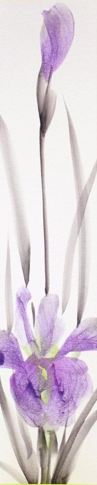 iris-tanzaku